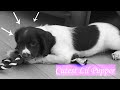 my puppy! | Teasel | Megan my puppy! | Teasel | Megan