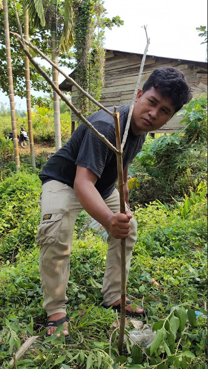 MIKAT BURUNG DI RUMAH ANGKER TERBENGKALAI DI DALAM HUTAN, MIKAT BURCIL DAPAT SIRTU, CIPOW