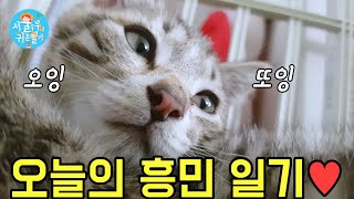 A day of Heung-min, a happy cat with a disability in his legs.