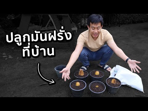 ปลูกมันฝรั่งที่บ้านได้ไหม!?