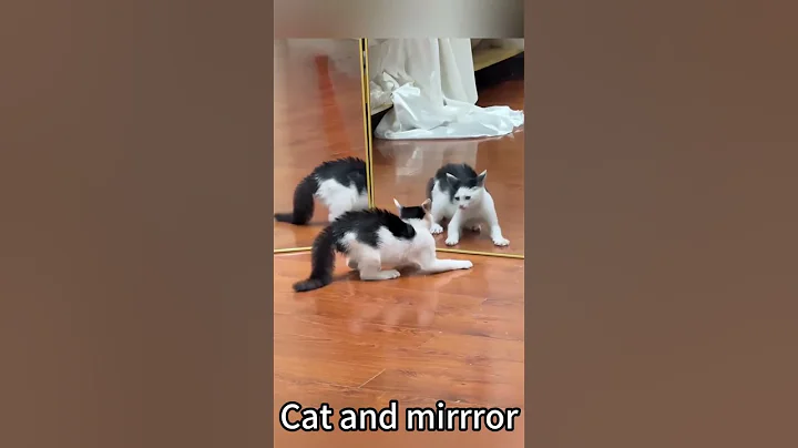 Video 10780711: pet animal funnycat cats, cat pets funnycats dog, funnycat cat pet cute, cat funny pets dog, laugh cats dogs