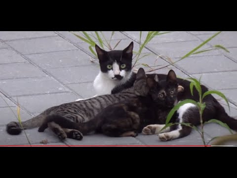 귀여운 아기고양이 2 마리와 엄마고양이의 즐거운 시간 보내는 모습..Two cute <strong>kittens</strong> and a mother cat having a good time...Jeonju