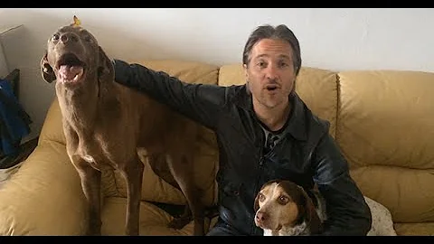 Dove adottare un cucciolo di cane a Milano?