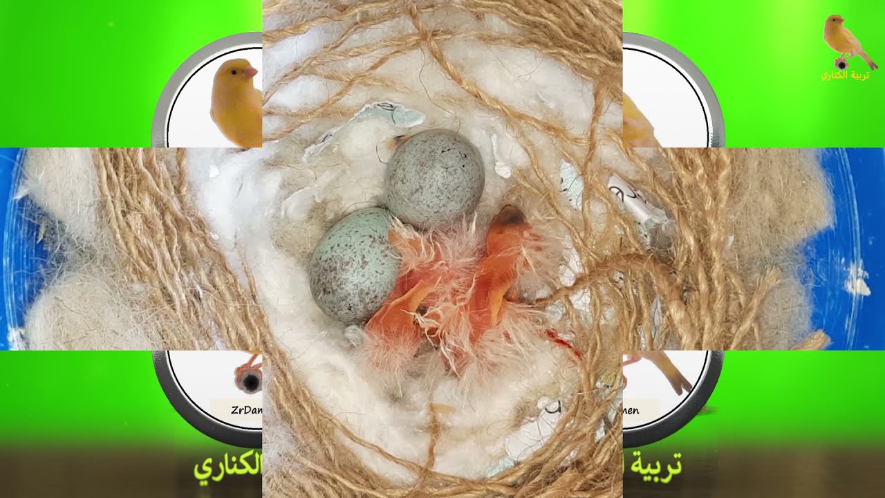 غذاء فراخ الكناري من اليوم الاول#للفقس الى مرحلة العزل او #الفطام