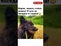 #юмор #смех #ржачь #смешно #shorts