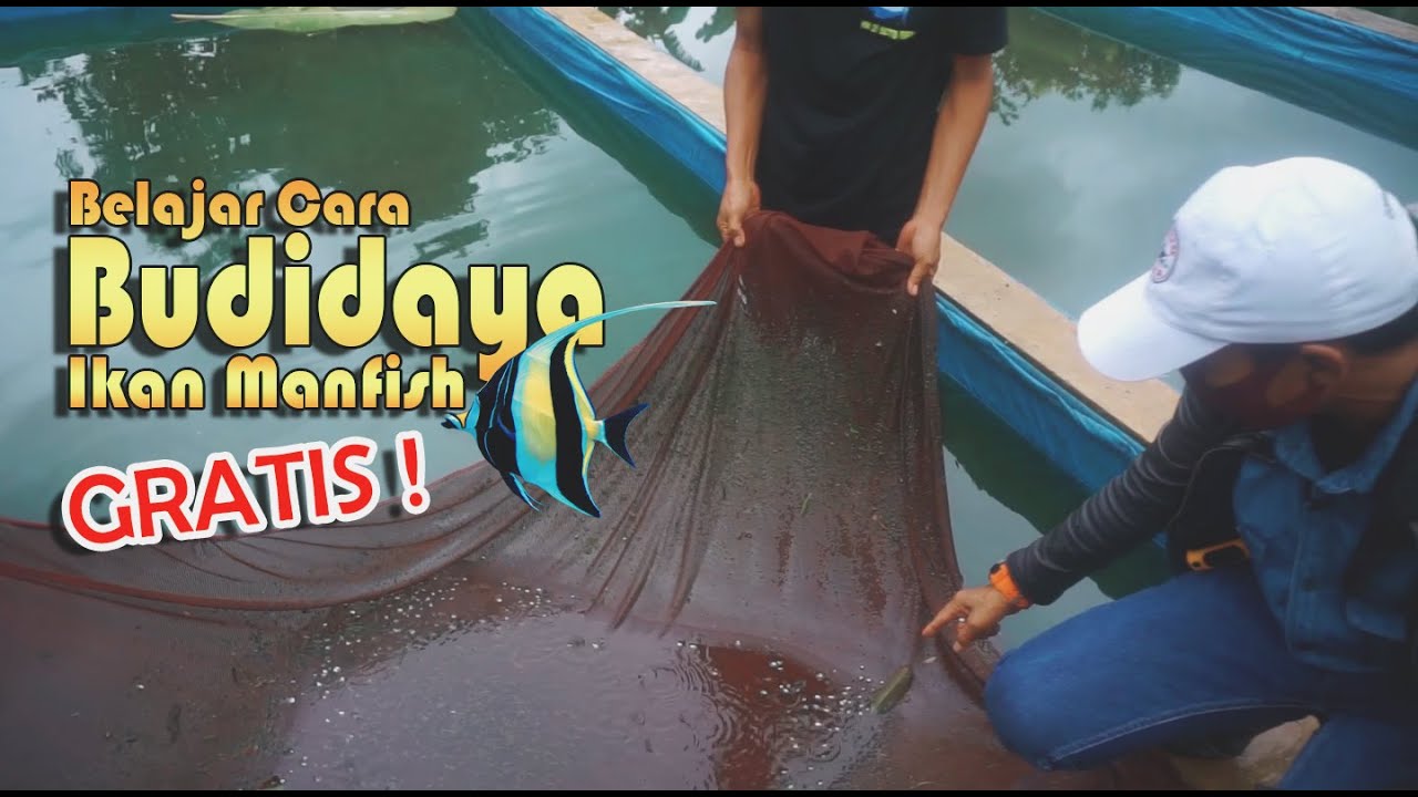 BUDIDAYA IKAN MANFISH BERSAMA PAK ADENG