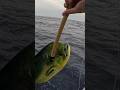 Coup de gaffe dorade  sa secoue  pche exo runion pesca fishing passion pche pelagic sea