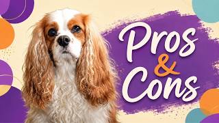 Cavalier King Charles Spaniel: Are They Right For You?
