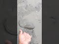 Muddy Water Fishing #handfishing #fishing