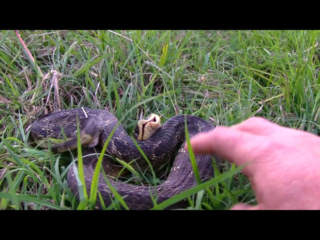 theyre so dramatic! 😂 shes fine guys #hognose #hognosesnake #westernh