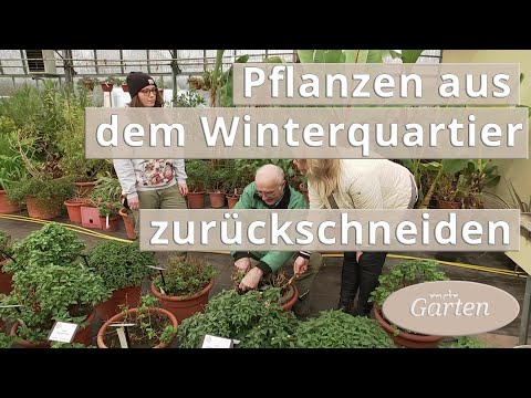 Video: Tötet Frost Fuchsien?