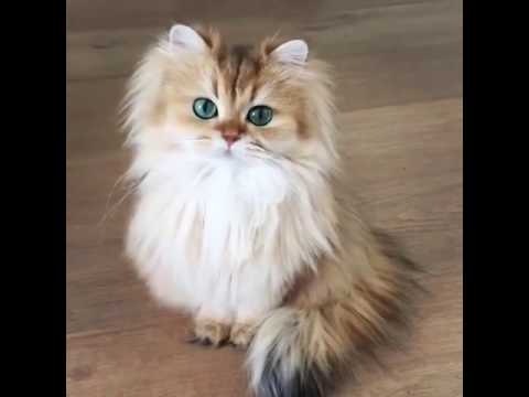 Schönste Katze Beautiful Cat Youtube