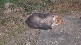 Pinkys Back Only For A Second But Its Always Fun