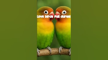 love bird ‼️ #birds #kicaumania #shorts