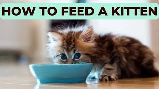 How to Feed a Kitten: Complete Guide from Birth to Adulthood