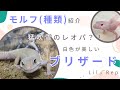 【モルフ紹介】猛吹雪のレオパ?!白色が美しいブリザードをご紹介