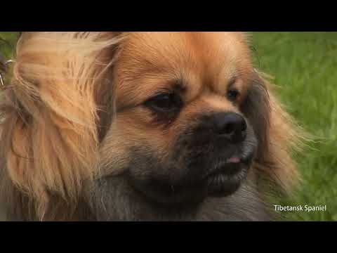 Video: Treeing Tennessee Brindle