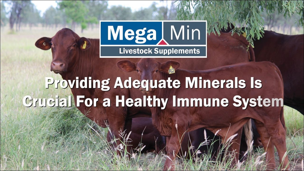 Providing Adequate Minerals Is Crucial For a Healthy Immune System