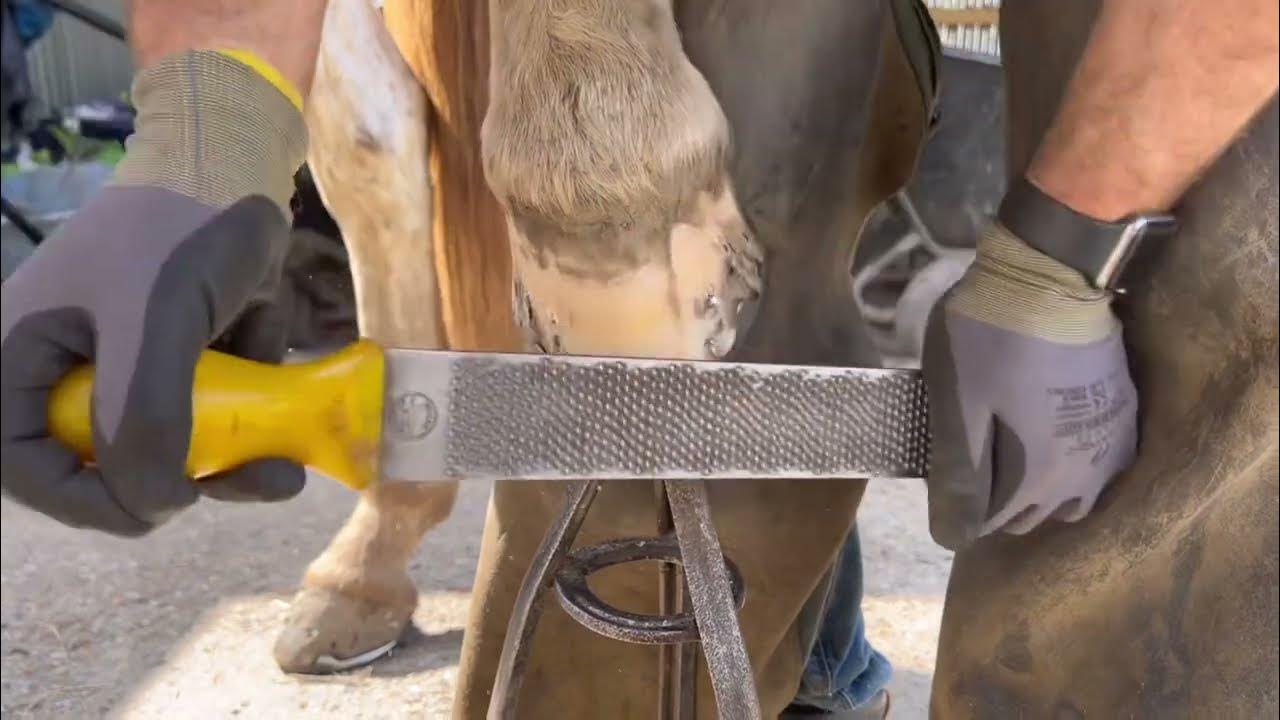 NAILING ON THE HORSESHOE / FARRIER WORK YouTube