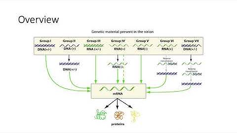 Baltimore Scheme- Viral Classification System