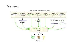 Baltimore Scheme- Viral Classification System