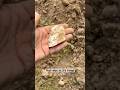 White Top #arrowhead #arrowheadhunting #artifacts #artifacthunting #nativeamerican #americanindian