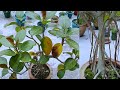 Shape Your Ficus Audrey with Expert Pruning Techniques 🌳 Watch Now!