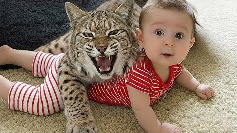 This Bobcat Thinks The Baby Is Her Own - TRY NOT TO SMILE at their funny love.