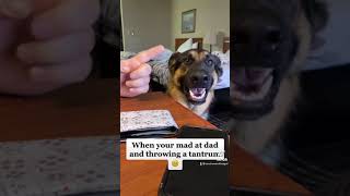 German Shepherd TALKING TANTRUM