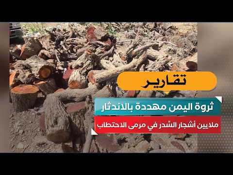 Yemen’s Wealth Threatened with Extinction.. Millions of Sidr Trees Targeted by Deforestation