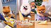Interesting moments of cute Coco???#chefcoco #coco #dog #cute