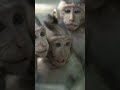 Funny Little Monkeys and Their Kids | Cute Animal Video for Kids | Learn & Laugh!