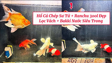 Hồ Cá Chép Sư Tử 300l Đẹp - Lọc Vách + Bakki Nước Siêu Trong - Lúc Nuôi 7cm Hiện Tại Gần 30cm.