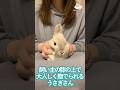 飼い主の膝の上で撫でられるうさぎ　#shorts