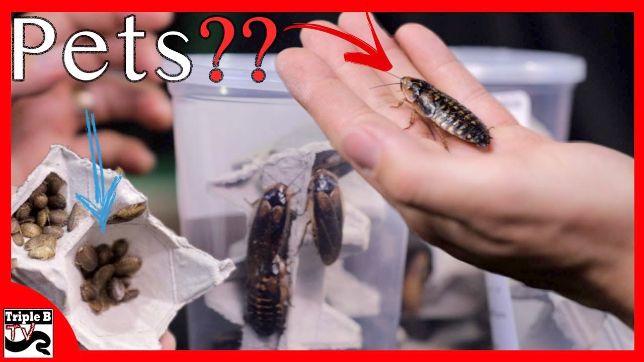 roach problem in las vegas Do Cockroaches make good Pets? - Triple B TV Ep.159