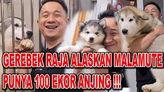 GEREBEK RAJA ALASKAN MALAMUTE  ADA 100 EKOR + 6 JENIS RAS