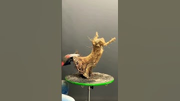 Planting a field grown trident maple bonsai  #bonsaitree  #bonsai  #bonsailife #japaneseart