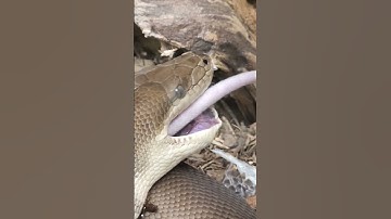 UP-CLOSE FEEDING! Olive Python (Liasis olivaceus) after a shed. Enclosure was cleaned right after.