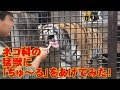 ネコ科の猛獣に「ちゅ～る」をあげてみた！