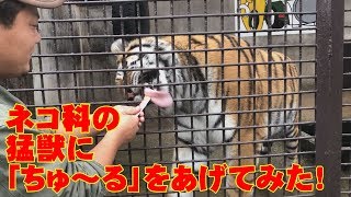 ネコ科の猛獣に「ちゅ～る」をあげてみた！