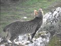 Lince 
