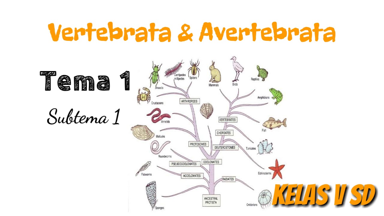  Kelas  5  Tema 1 Subtema 1 Hewan  Vertebrata dan Avertebrata  