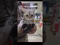 This Cat Was Arrested For Attacking Police Officers #cat #stories #funny