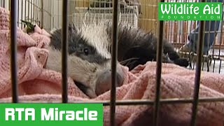 Badger brought back from the brink of death