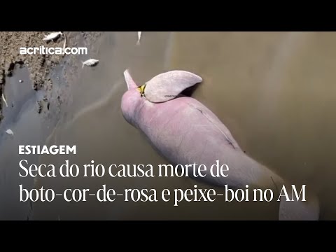 Seca do rio causa morte de boto-cor-de-rosa e peixe-boi no Amazonas