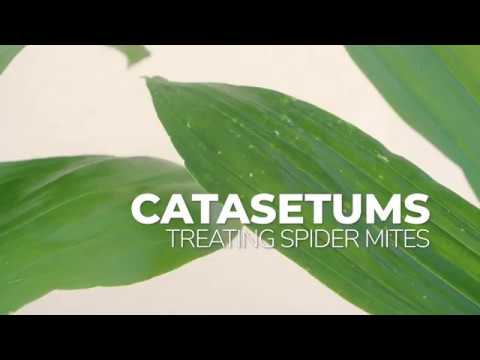Video: Probleemopsporing van 'n Spinnekopplant Met Geel Blare - Bevestiging van Geel Blare Op Spinnekopplante