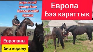 Ким билсе кенешинерди кутобуз