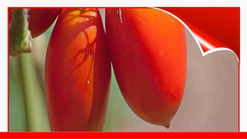9 Best Paste Tomatoes To Grow 🧧