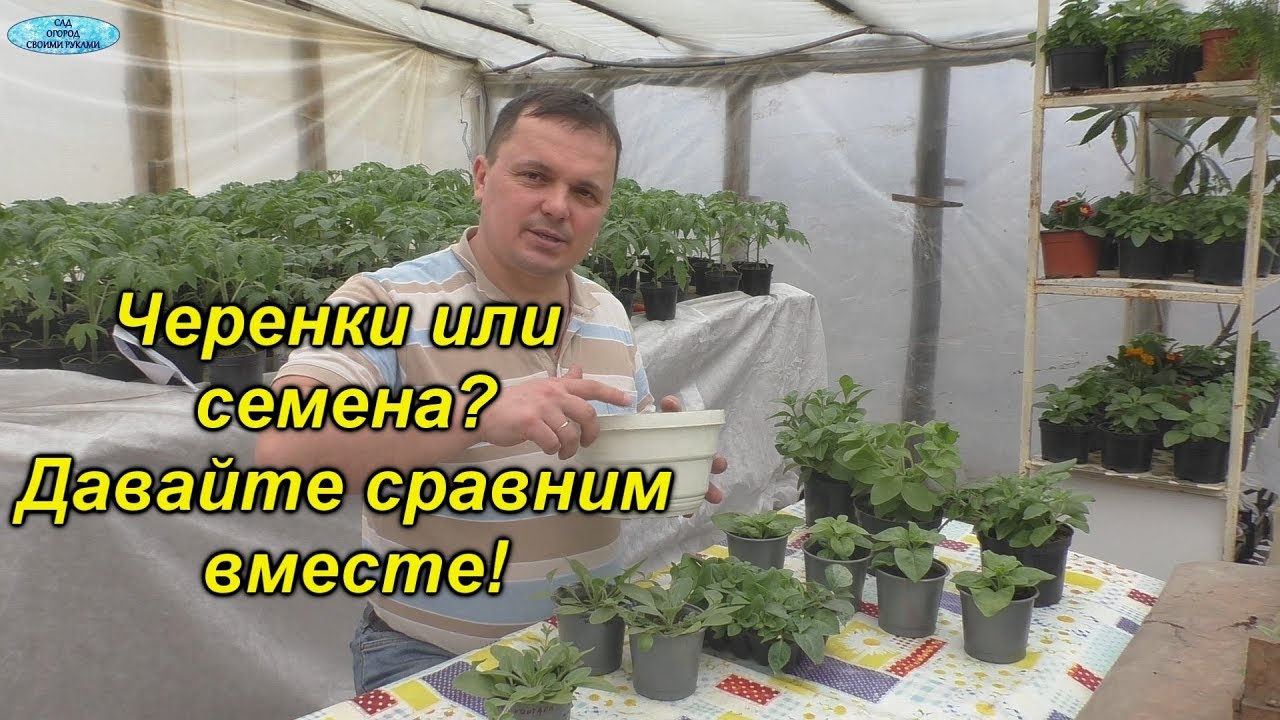 Черенки или семена- что выгодней? Первоначальное формирование ампельной петунии!