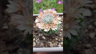 Cantik Sekali Bunga Kaktus ini #viral #viralvideo #shortvideo #cactus #shorts #short